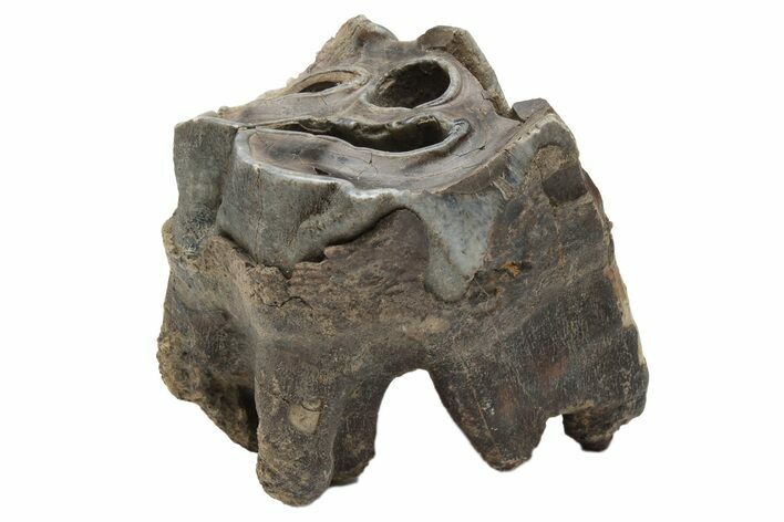 Fossil Woolly Rhino (Coelodonta) Tooth - Siberia #225598